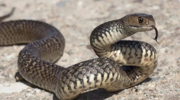 Bí ẩn loài rắn và những yếu tố tâm linh thú vị gặp rắn là điềm gì