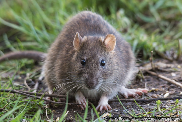 Các loài chuột khác nhau vào nhà thì sẽ mang lại điềm báo may rủi không giống nhau!